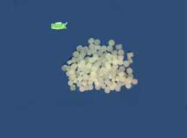 PANEX Camphor granules